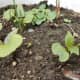 Mirabilis jalapa seedlings with baby leaves and developing real leaves.