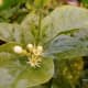 sampaguita-photos-and-experience-growing-arabian-jasmine