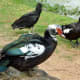 Muscovy Ducks and a Black Vulture
