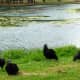 Committee of black vultures