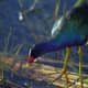 American purple gallinule