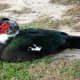 Resting Muscovy Duck in Mary Jo Peckham Park