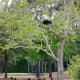 Black vultures