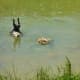 Neotropic Cormorants