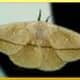The Lonomia Moth    serioussam.org.com