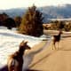 Deer near the Royal Gorge