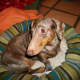 Sebastion profile. Chocolate dapple dachshund. He has a huge overbite.