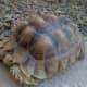 Sulcata Tortoise
