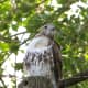 Red Tail Hawk