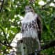 Red Tail Hawk