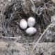The female chooses one and spruces it up, then lays 4-7 brown speckled eggs. She incubates for 12 to 16 days.