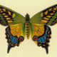 Butterfly pictures: Green, blue and yellow butterfly 