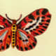 Tiger stripe butterfly clip art image