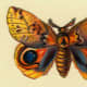 Brown, yellow, orange and rust butterfly picture
