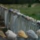 The fence around the Life Saving Station on the Cape Lookout National Seashore