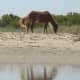 There are around 120 wild horses that live on Shackleford Banks.  They are descendants of horses that have roamed this island for over 400 years.