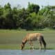 One of the wild horses that live on Carrot Island and Shackleford Banks
