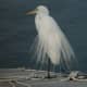 Great Egrets were once hunted to near extinction for their beautiful feathers