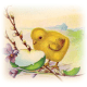 Free vintage Easter clipart images: Yellow baby chick with broken Easter egg shell