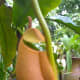 cephalotus-follicularis-aka-albany-pitcher-plant
