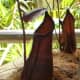 cephalotus-follicularis-aka-albany-pitcher-plant