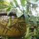 cephalotus-follicularis-aka-albany-pitcher-plant