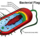 Example of  Bacteria with Flagellum