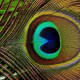 Peacock feather's "eye."