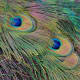 Pavo muticus feathers.
