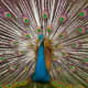 A variation of Pavo cristatus.