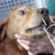 They try to say online that this dog got into his masters tackle box and accidentally became hooked? Unlikely.