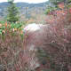 tanawha-trail-blue-ridge-parkway-blowing-rock