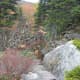 tanawha-trail-blue-ridge-parkway-blowing-rock