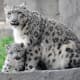 Snow Leopard in Spiti