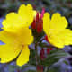 Evening Primrose Oil (Wikimedia Commons)