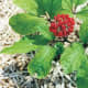 Asian Ginseng (Wikimedia Commons)