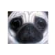 "Lovable Pug" by Margaret Keane