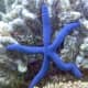 Linckia laevigata (sometimes called the "blue Linckia" or Blue Sea Star) is a species of sea star in the shallow waters of tropical Indo-Pacific.