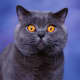 British Shorthairs come in many colours. For many years, the more popular blue variant was common enough to have a breed name of its own: the "British Blue." It remains one of the most popular colours in the breed.