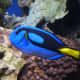 Paracanthurus hepatus has a royal blue body, yellow tail, and black 'palette' design. The lower body is yellow in the west-central Indian Ocean. It grows to 31 cm (12.25 in.). The species' range is broad, but it is nowhere common.