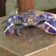 Around one in two million lobsters is blue. The red colour associated with lobsters only appears after cooking.