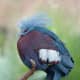 The Southern Crowned Pigeon, Goura scheepmakeri, is a large, approximately 75 cm (30 in) long, terrestrial pigeon confined to southern lowland forests of New Guinea. It has a bluish-grey plumage with elaborate blue lacy crests.