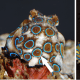 The Greater Blue-ringed Octopus (Hapalochlaena lunulata) is one of three (or perhaps four) species of blue-ringed octopuses. Unlike its southern brethren, the Blue-lined and Southern Blue-ringed octopuses that are found only in Australian waters.