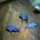 Maylandia callainos (sometimes referred to as Cobalt Zebra, Cobalt Blue Mbuna or Cobalt Blue African Cichlid) is a species of fish in the Cichlidae family. The correct name of its genus is disputed, with some using Maylandia and others Metriaclima.