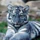The Maltese tiger, or blue tiger, is a suspected coloration morph of a tiger, reported mostly from the Fujian Province of China. It is said to have bluish fur with dark grey stripes