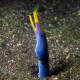The ribbon eel, Rhinomuraena quaesita, or Bernis eel, is a species of saltwater eels, the only member of the genus Rhinomuraena of the Muraenidae (Moray eel) family of order Anguilliformes.