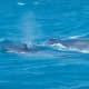 The Blue whale (Balaenoptera musculus) is a marine mammal belonging to the suborder of baleen whales (called Mysticeti). Blue Whales can reach up to 33 metres (108 ft) in length and 180 metric tons (200 short tons) or more in weight.