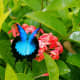 The Ulysses butterfly (Papilio ulysses), also known as the Blue Mountain Butterfly, or the Blue Mountain Swallowtail is a large Australian swallowtail. The Ulysses butterfly has a wingspan of about 14 cm (5.5 inches).