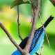 The Blue Dacnis or Turquoise Honeycreeper, Dacnis cayana, is a small passerine bird. This member of the tanager family is found from Nicaragua to Panama, on Trinidad, and in South America south to Bolivia and northern Argentina.