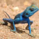 Agama sinaita is an agamid lizard. It is common in deserts around the Red sea. The length of the lizard is up to 25 cm